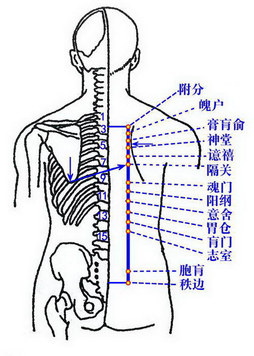 (四十九)意舍【穴位位置】在背下部,第十一胸椎棘突下,旁开3寸.